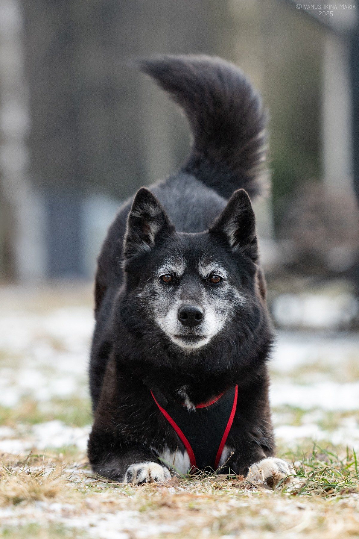 Пиарные фотосессии собак на пристройство. Фотограф собак в Москве и Московской области Иванушкина Мария