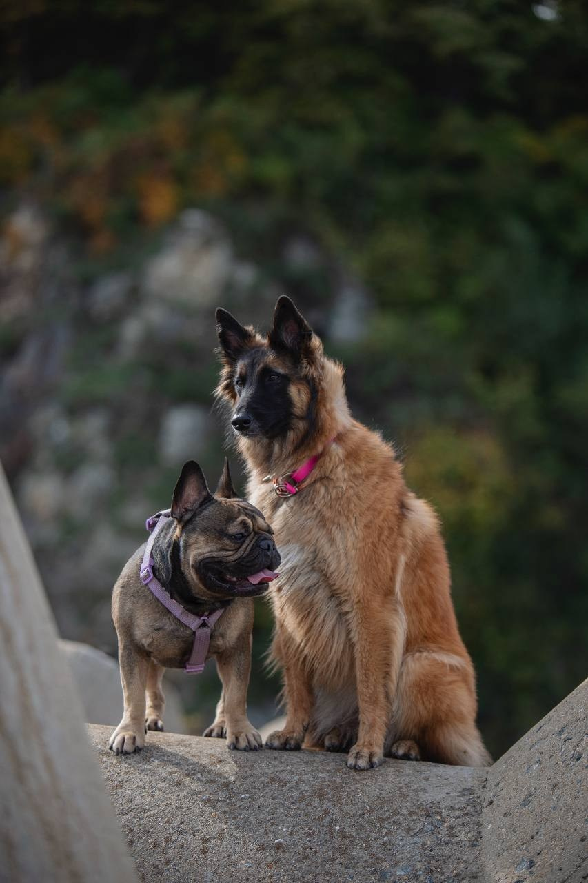 Фото Прогулки. Семейный фотограф анималист г. Находка