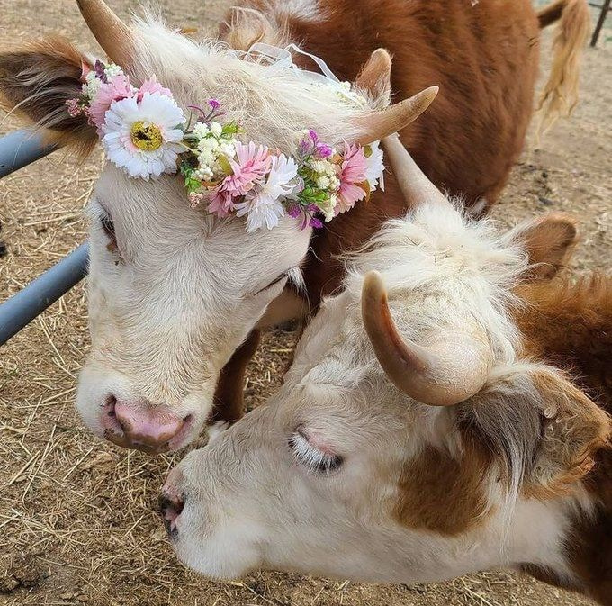 Свадебные съёмки. Ы