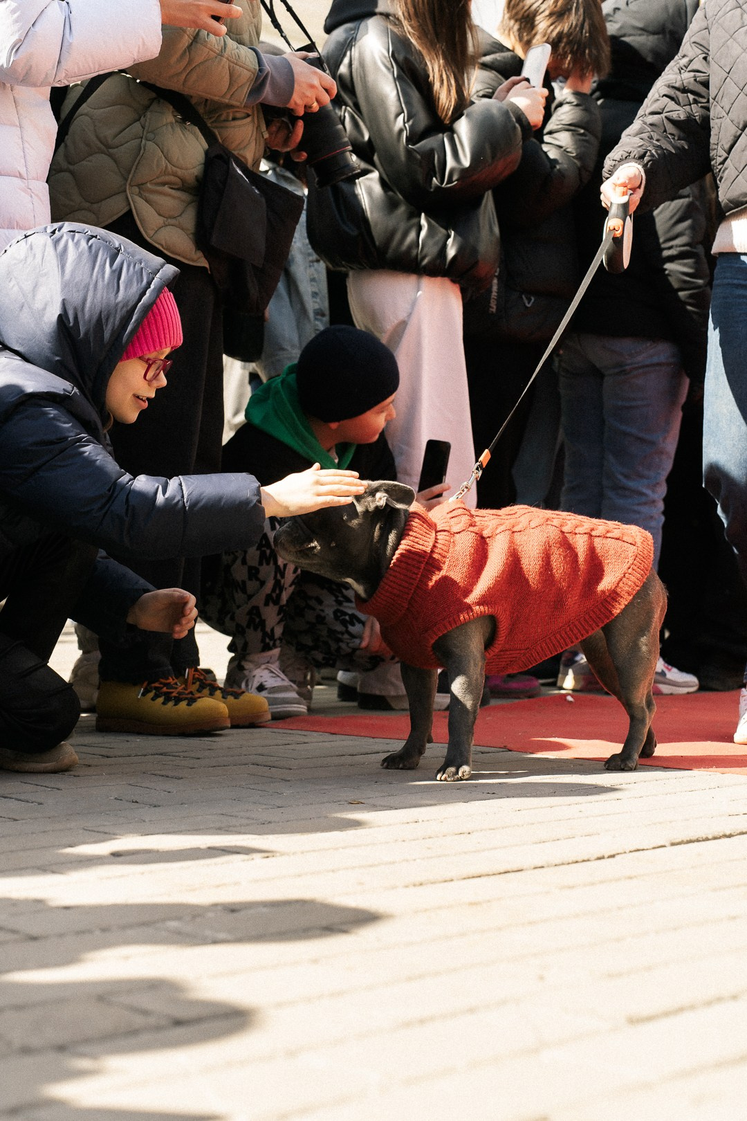 Парад Бульдогов. Axenov_eugene
