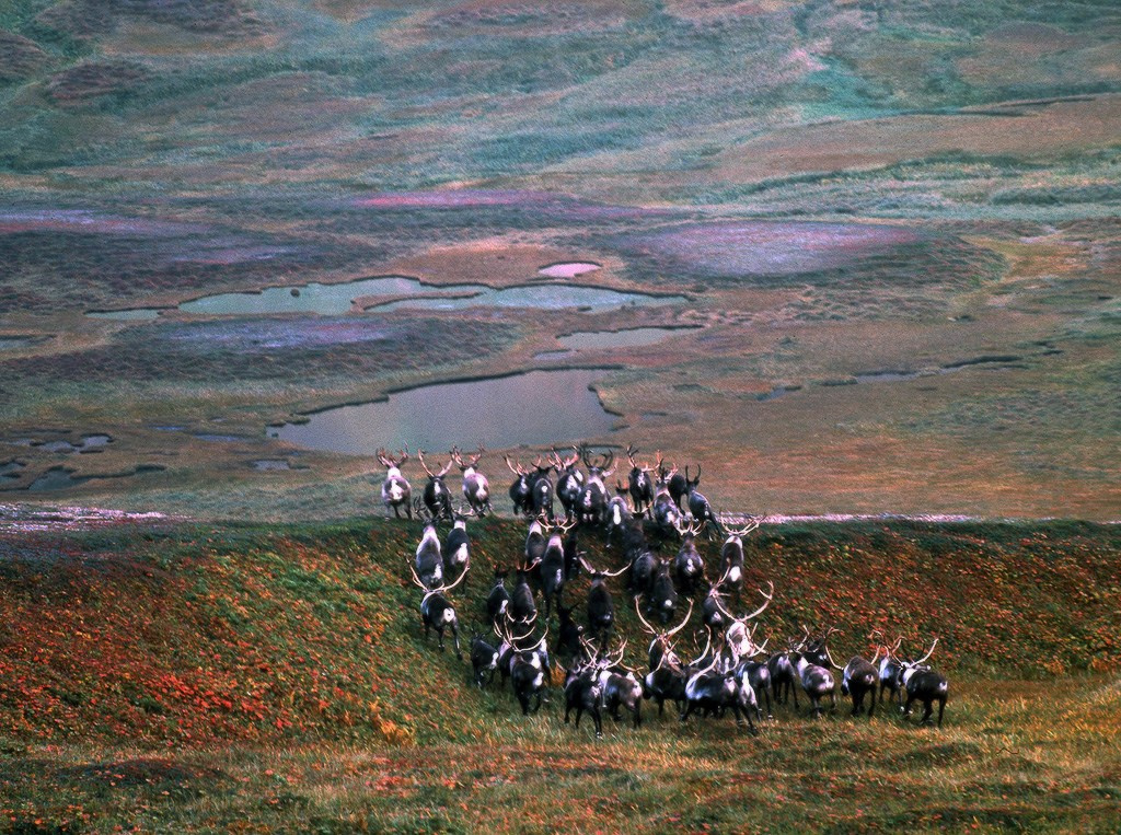 Стадо диких оленей