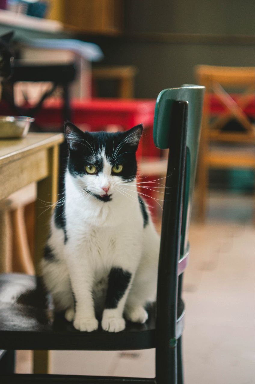 Животные. Varezhka photo | фотограф для души