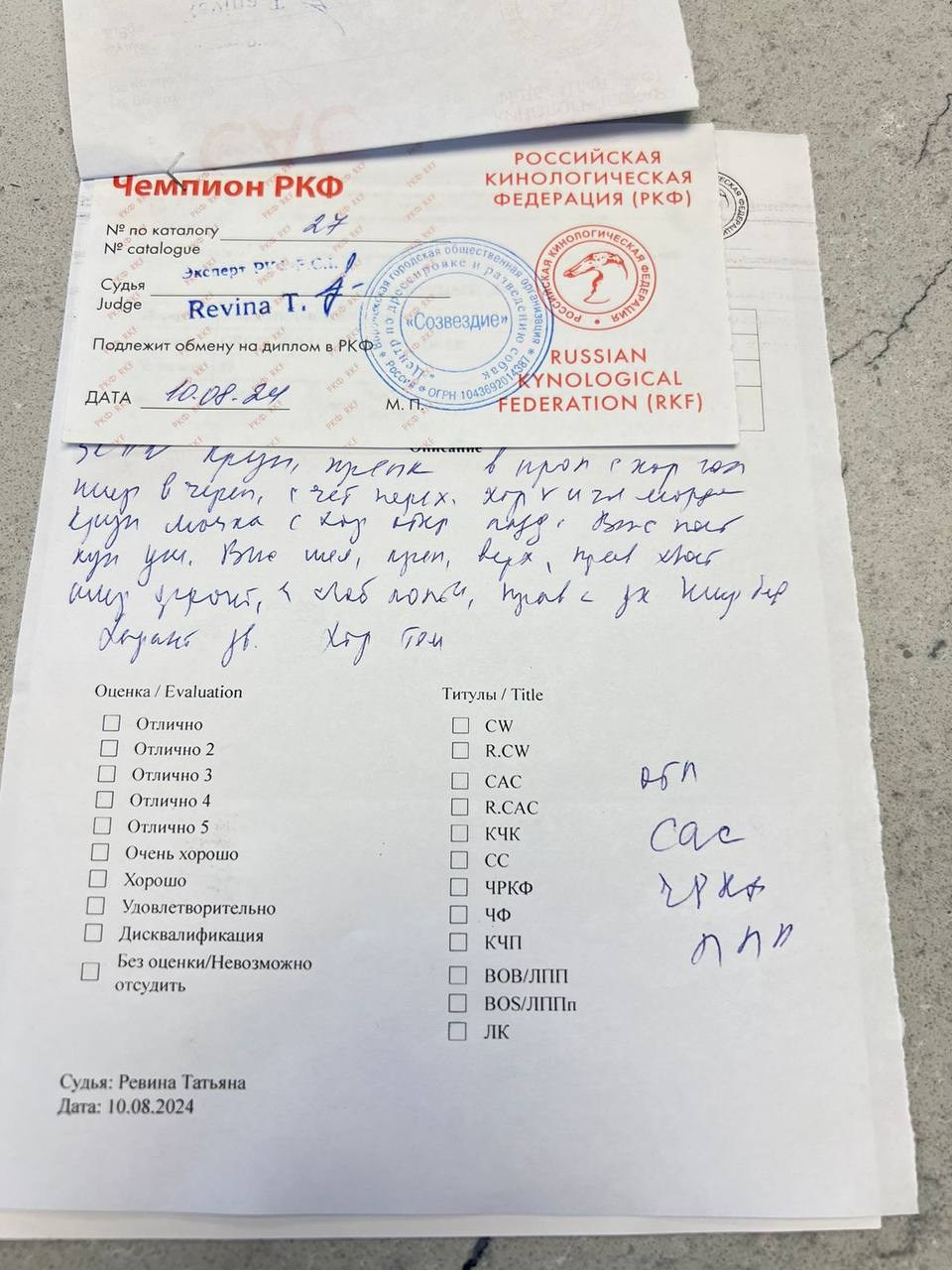 Участие в выставках. Американские булли XL в г. Калининград. Питомник Great Bully UNIVERSE