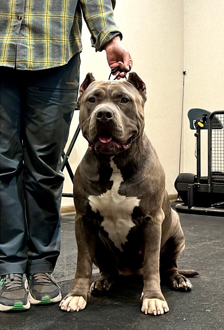 UPB’s Queenie & Zeus. 16.04.24. Американские булли XL в г. Калининград. Питомник Great Bully UNIVERSE