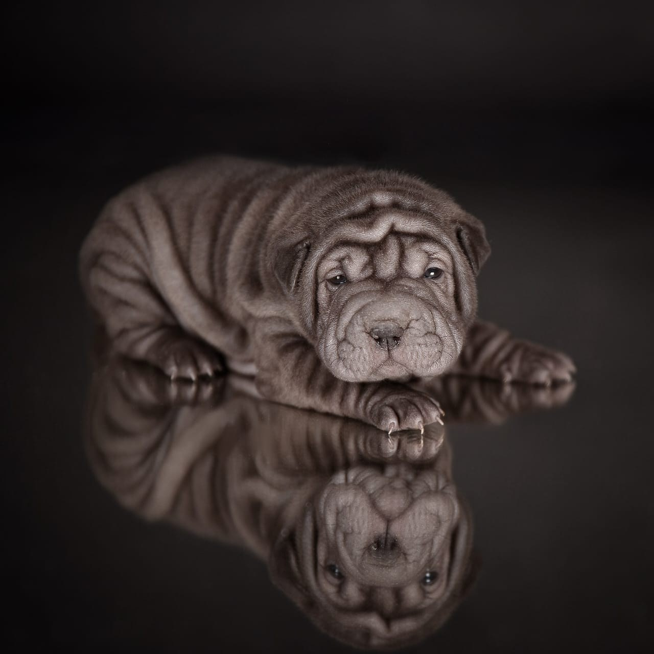 Купить Французского Бульдога Сокол, Купить щенка Французского бульдога Сокол, Питомник Французских Бульдогов Сокол,  Питомник Французский Бульдог Сокол, 