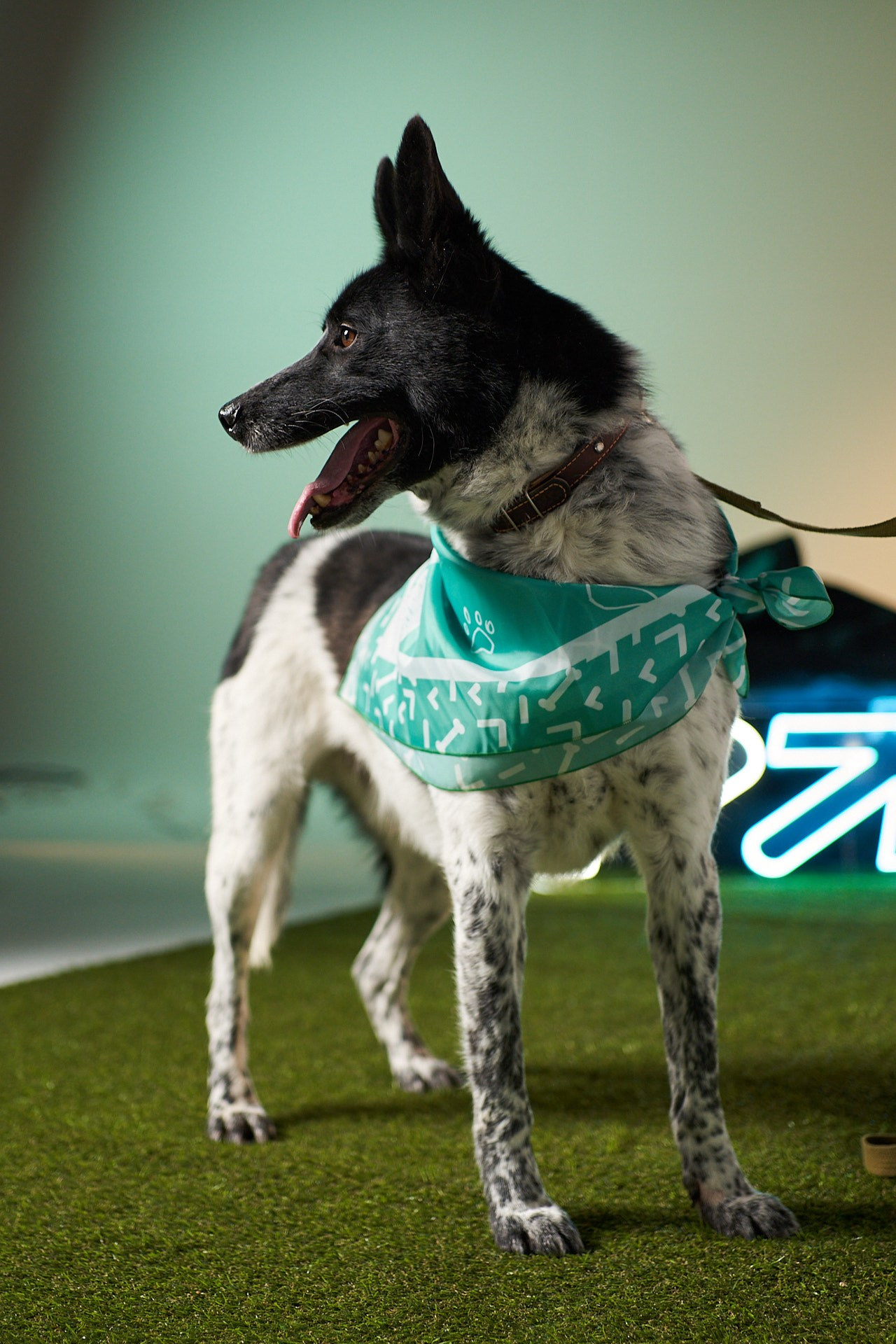 Проект «Андердоги» для коллаборации Фонда «Рэй», Sports.ru, Пари. Фотограф анималист Москва Дарья