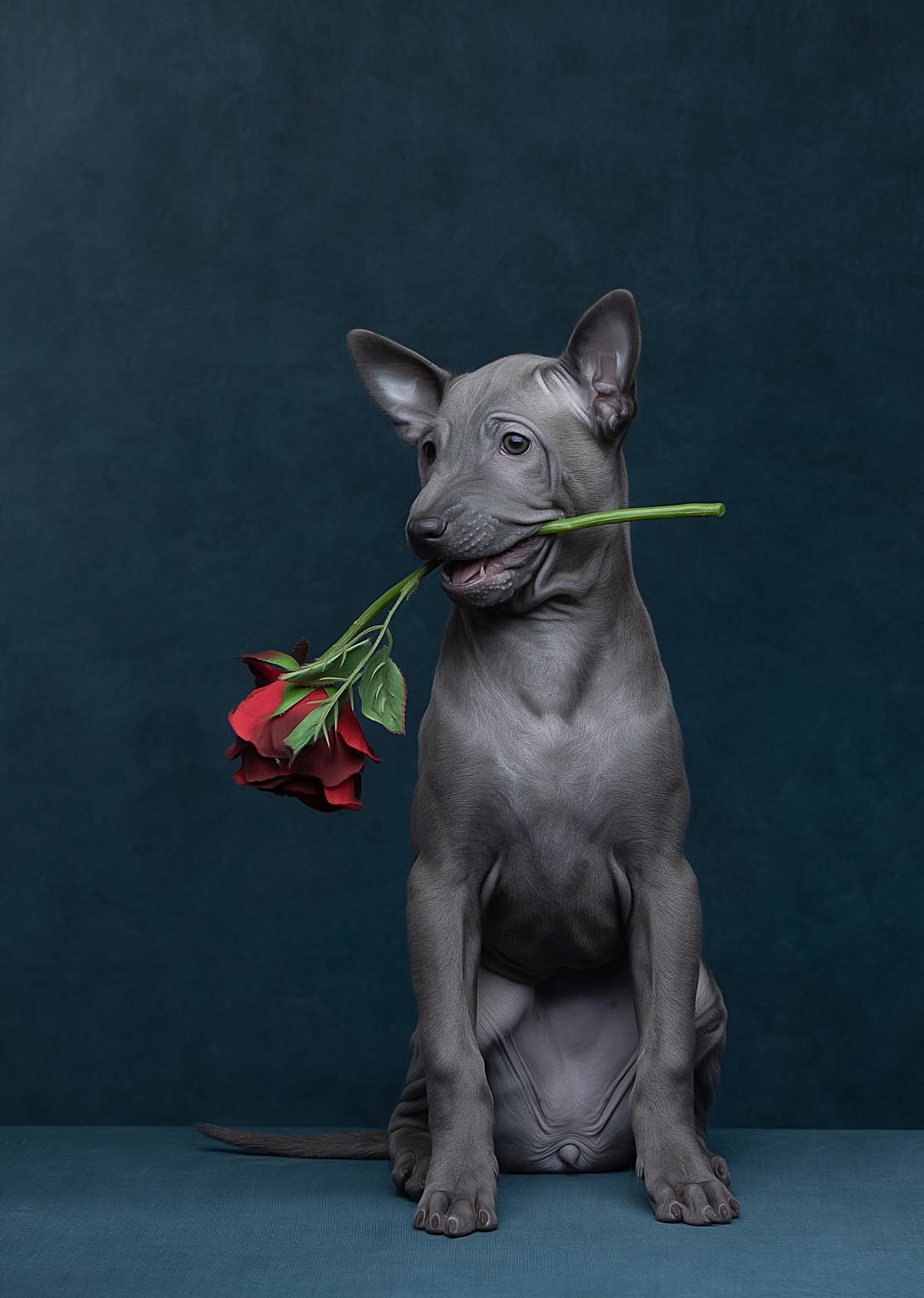 Студия. Фотограф-анималист Антон Базылевич