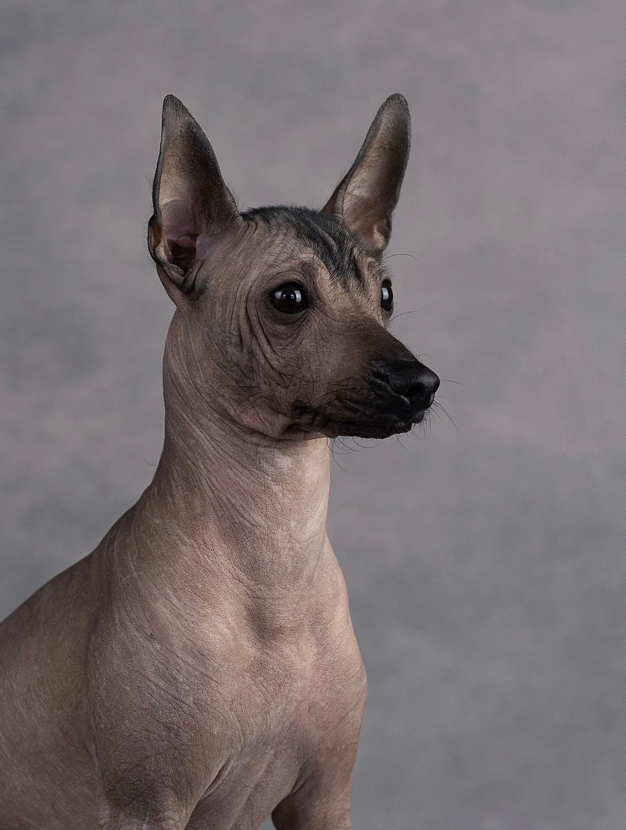 Студия. Фотограф-анималист Антон Базылевич