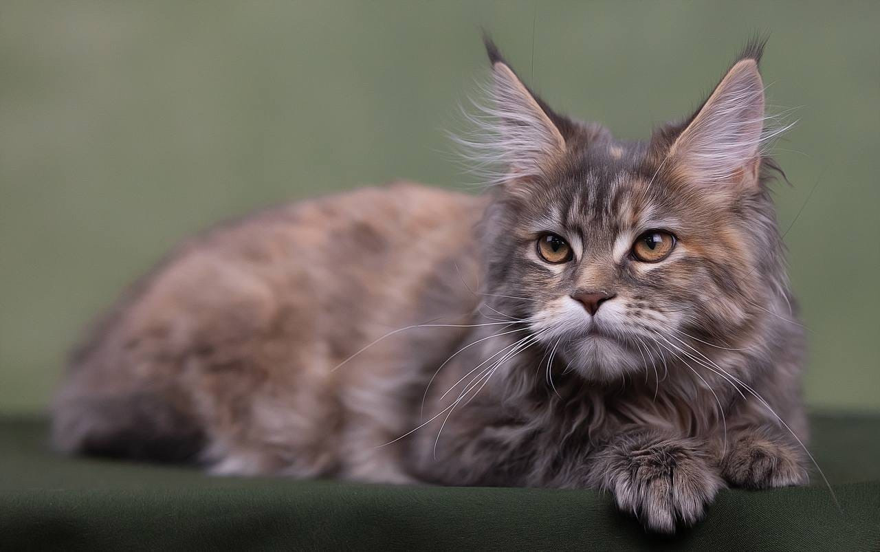 Студия. Фотограф-анималист Антон Базылевич