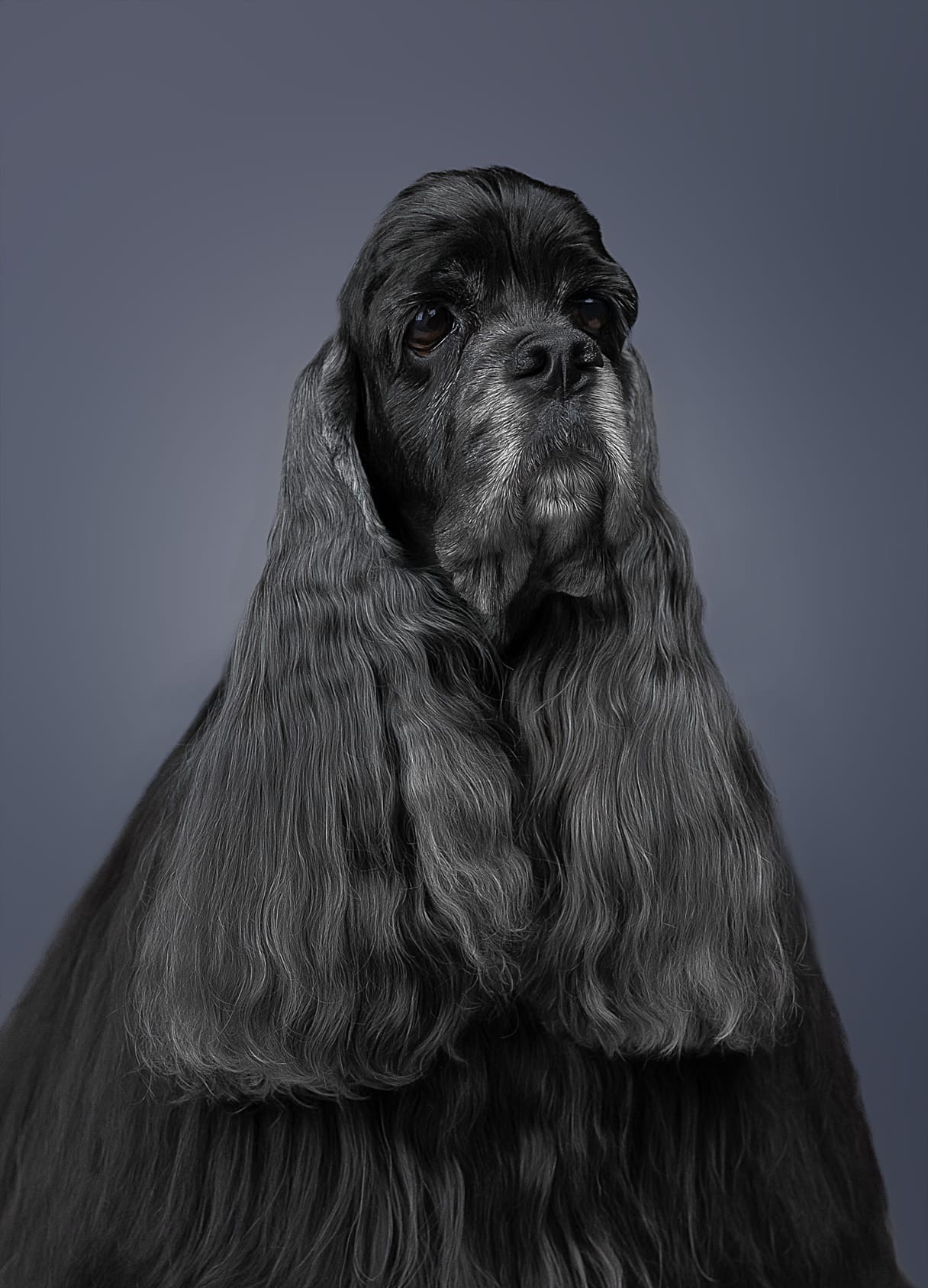 Студия. Фотограф-анималист Антон Базылевич