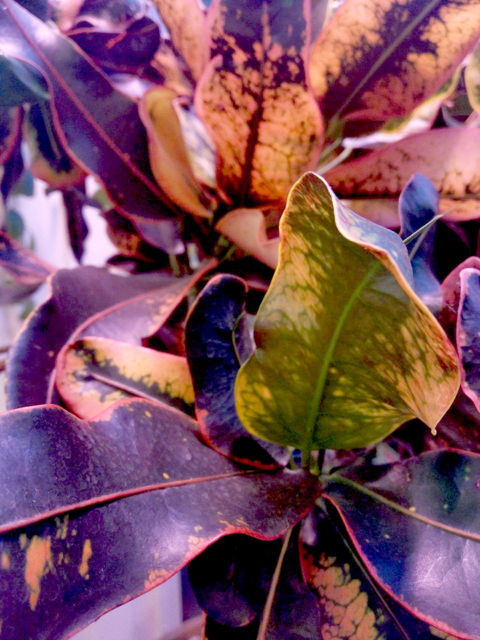 Цветы в Москве