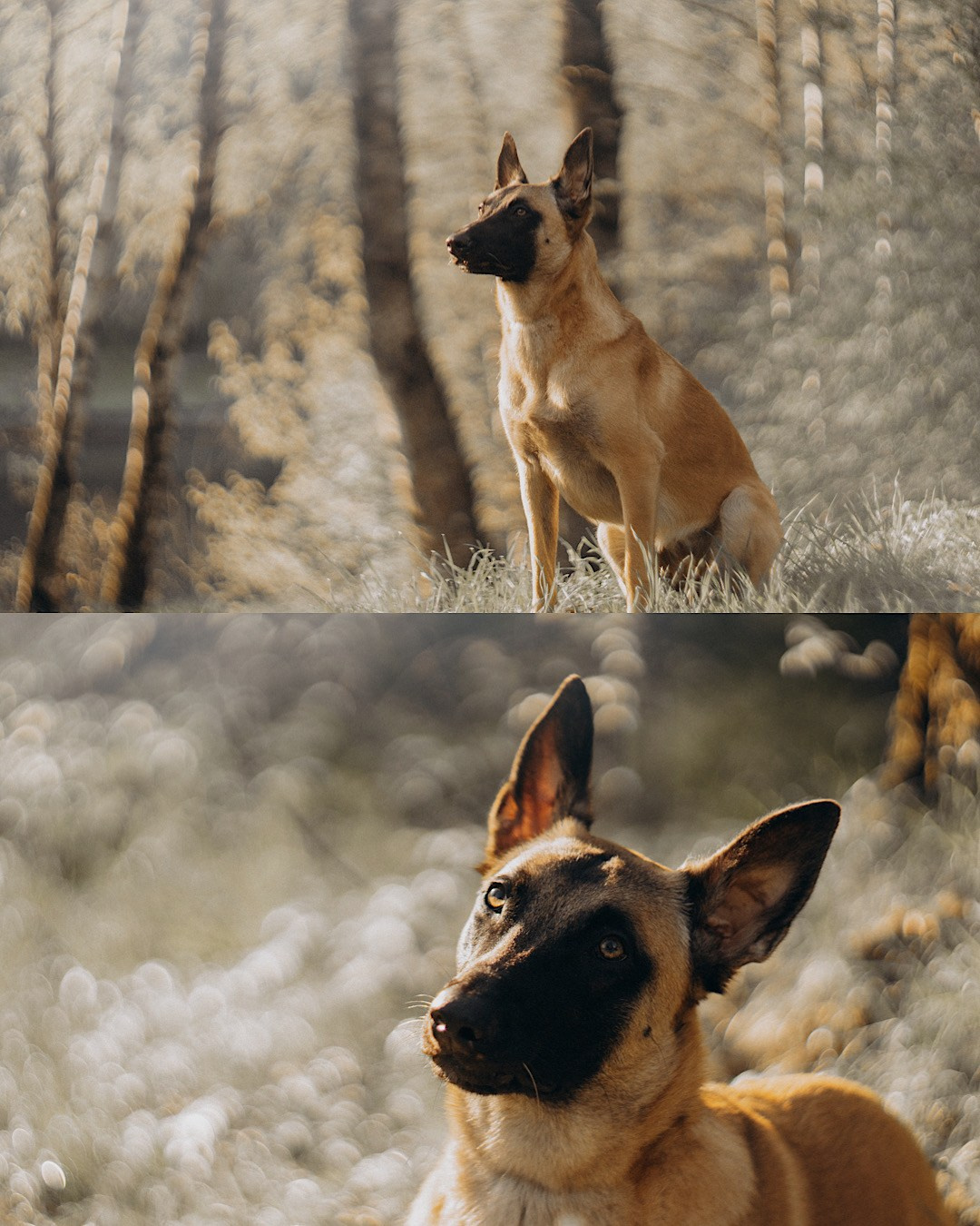 Наталья, Сергей и Уна. Фотограф анималист в Москве и Санкт-Петербурге Свиридова Анна