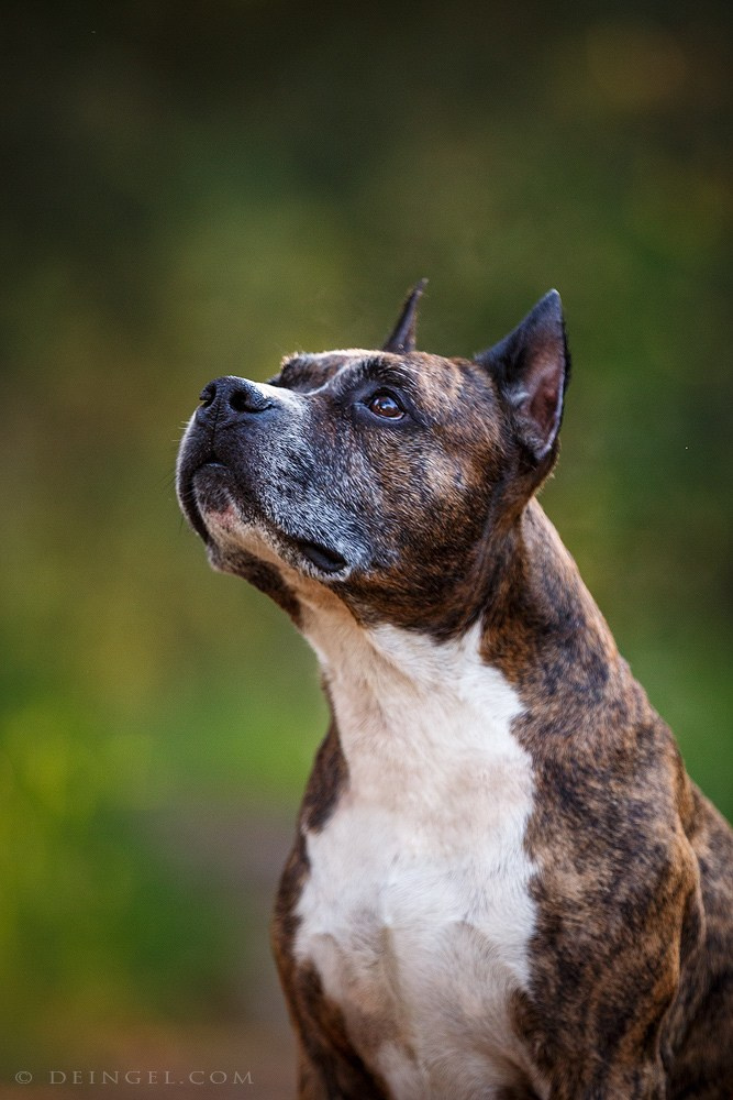 АСТ Федя, Пако и Ника. Фотограф-анималист Natalia Deingel | Фотосъемка собак в Москве