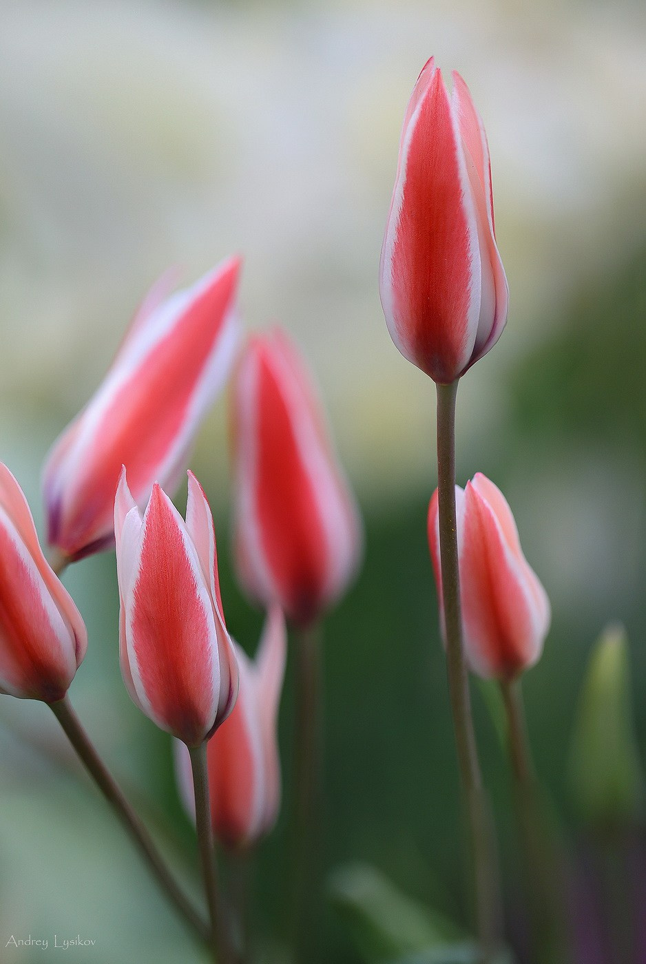 Цветы. Ландшафтный фотограф Андрей Лысиков, Москва
