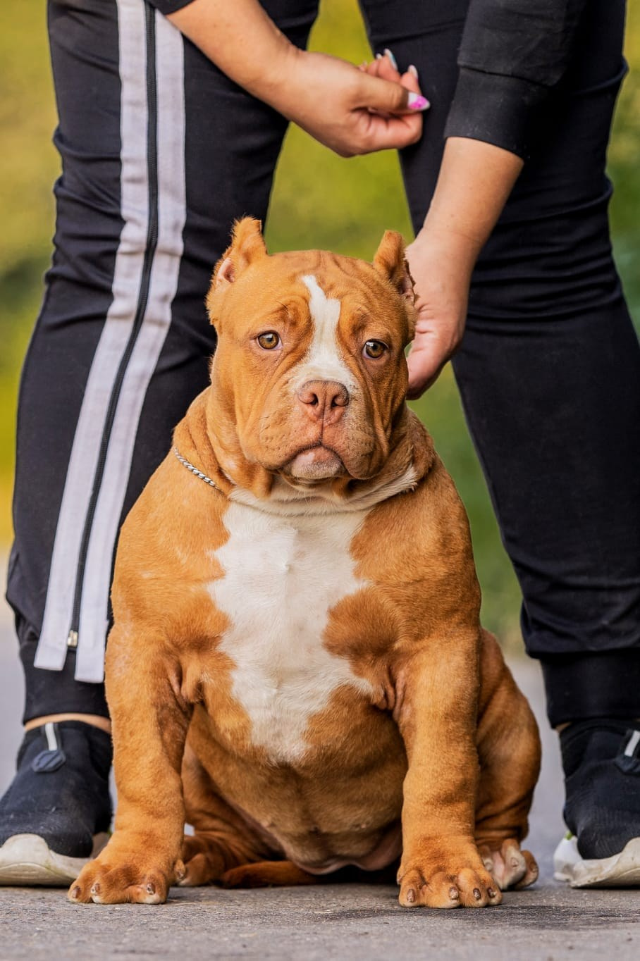 Щенки Американский булли. ПИТОМНИК СОБАК ПОРОДЫ АМЕРИКАНСКИЙ БУЛЛИ