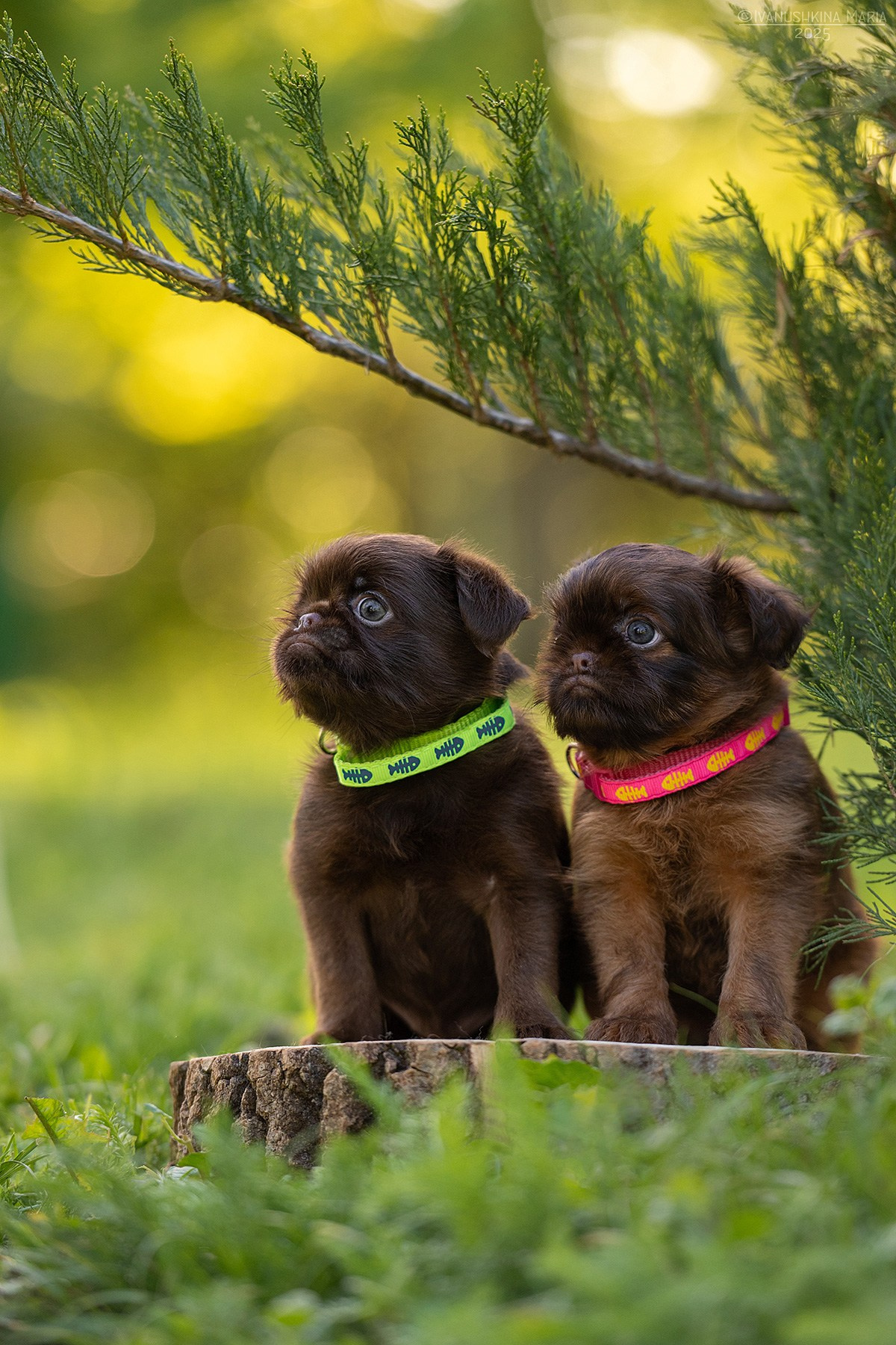 Фотосессия щенков на продажу. Фотограф собак в Москве и Московской области Иванушкина Мария