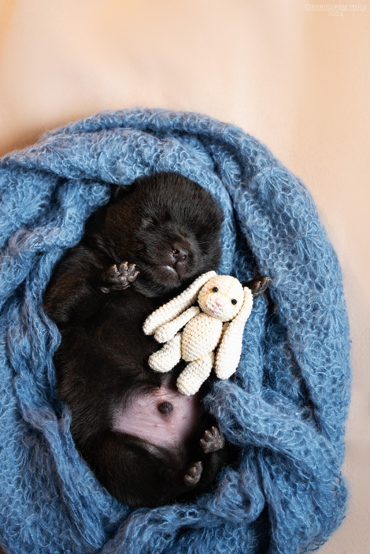Ньюборн фотосессия щенков. Фотограф собак в Москве и Московской области Иванушкина Мария