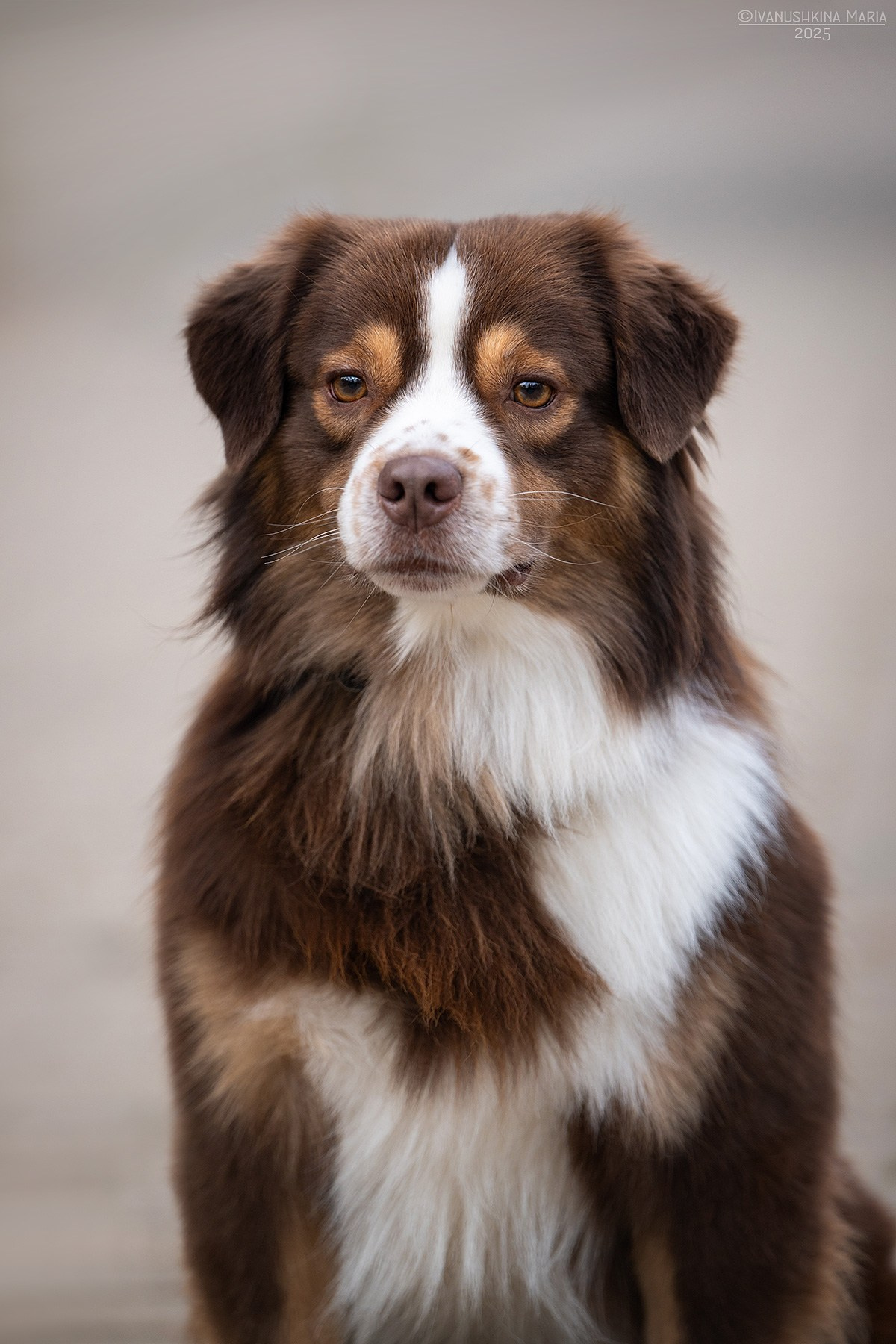Экстерьерная фотосессия собаки. Фотограф собак в Москве и Московской области Иванушкина Мария