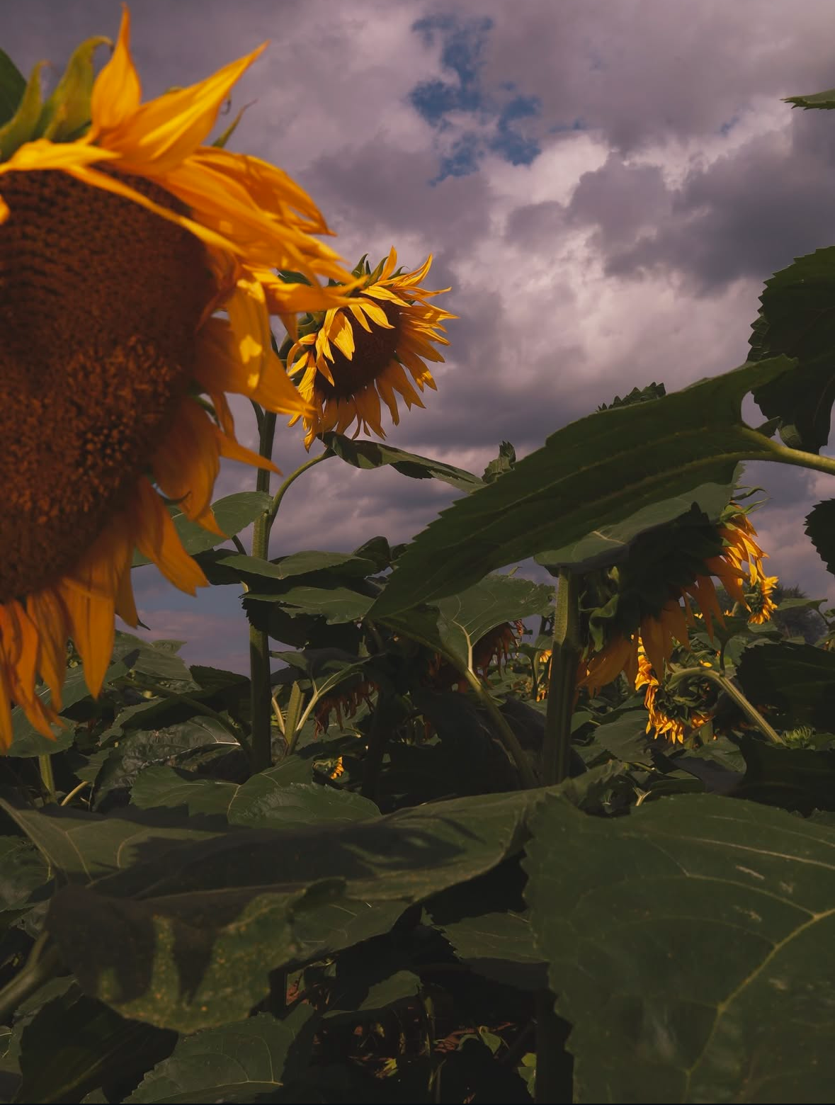 Подсолнухи. Семейный и свадебный фотограф в Минске Юлия Грин