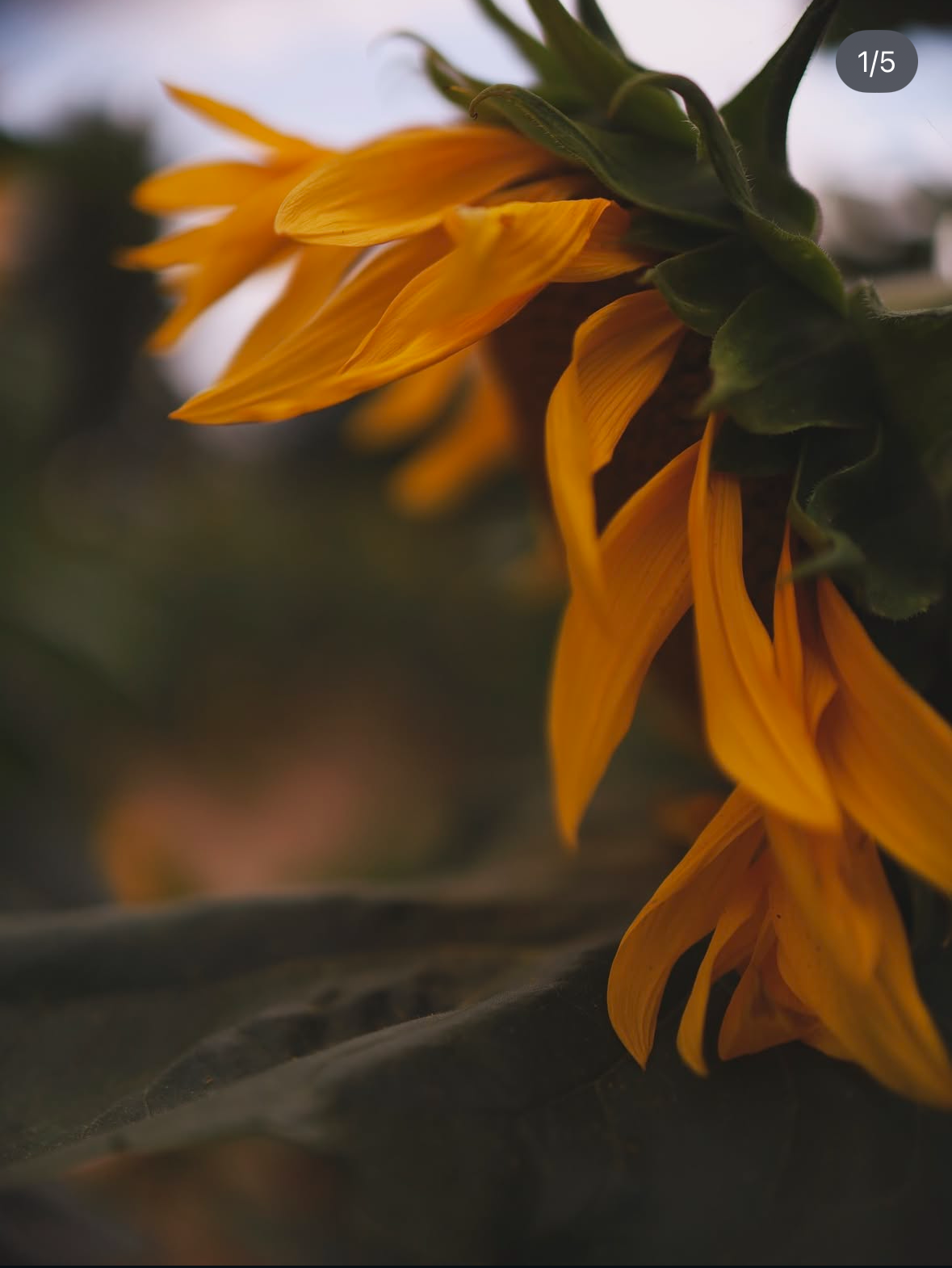 Подсолнухи. Семейный и свадебный фотограф в Минске Юлия Грин