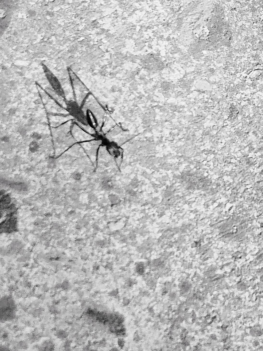 Местный житель муравей(?)