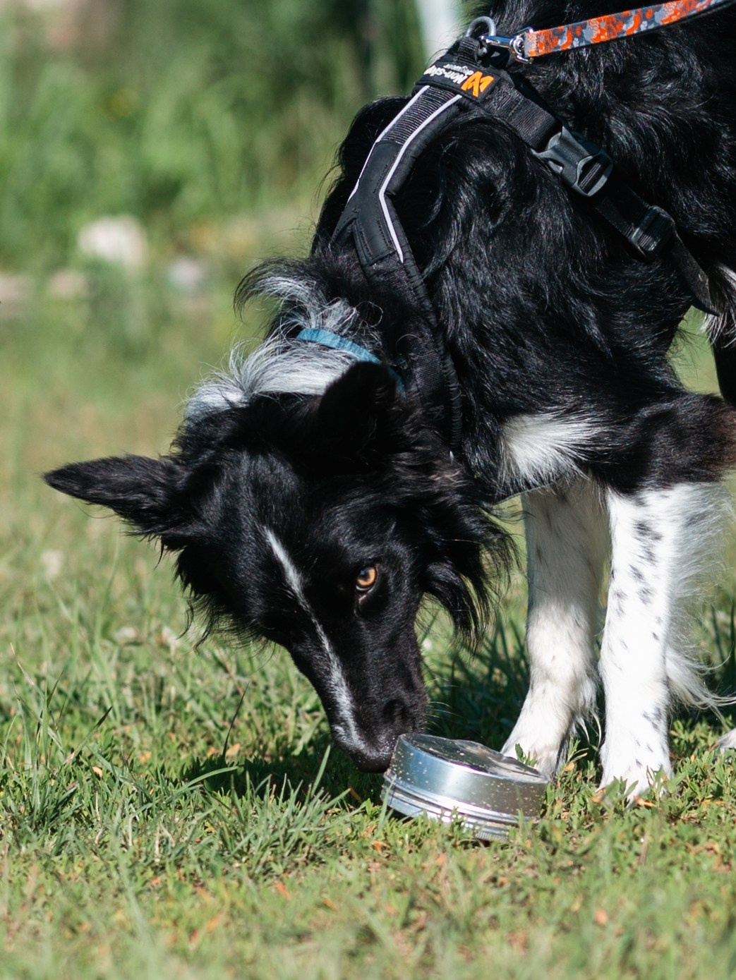 Лагерь ноузворк. Фотограф-анималист в Москве Кириллова Татьяна