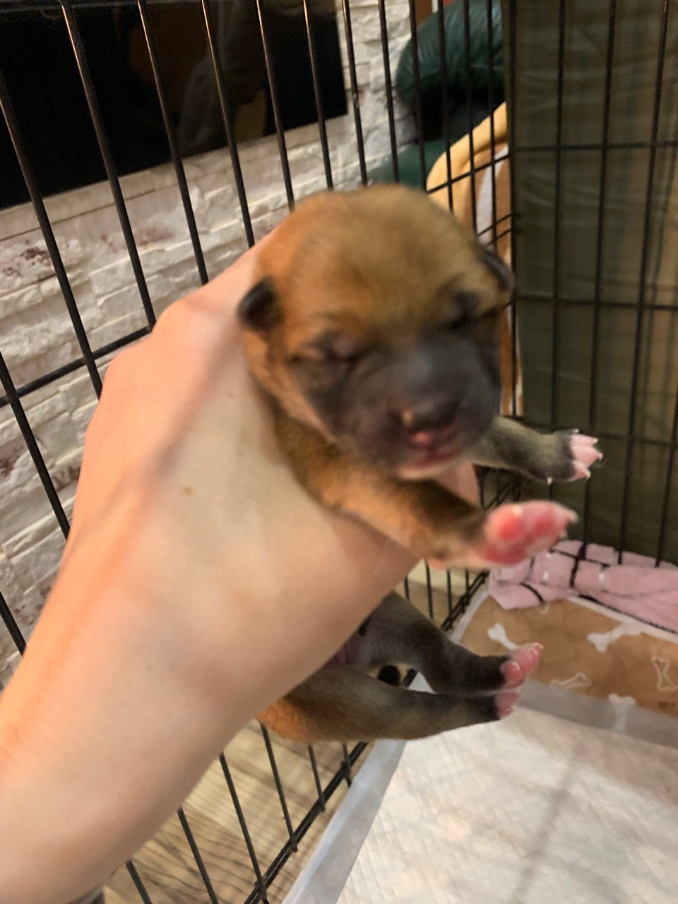 сиба питомник Рубилайт щенки на продажу rubylight  сиба щенки купить СПб Санкт-Петербург