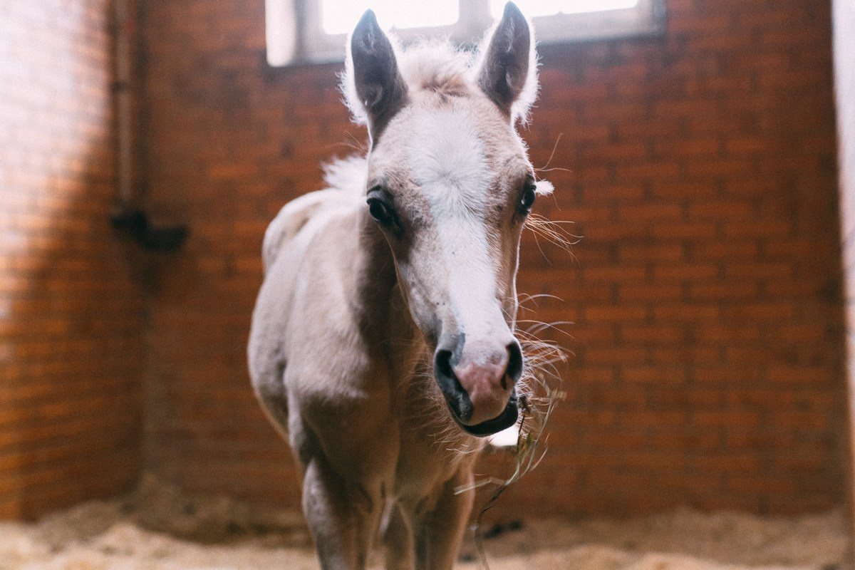 Выездка КСК «Дерби». Репортажный и семейный фотограф в Санкт-Петербурге Тарас Марченко