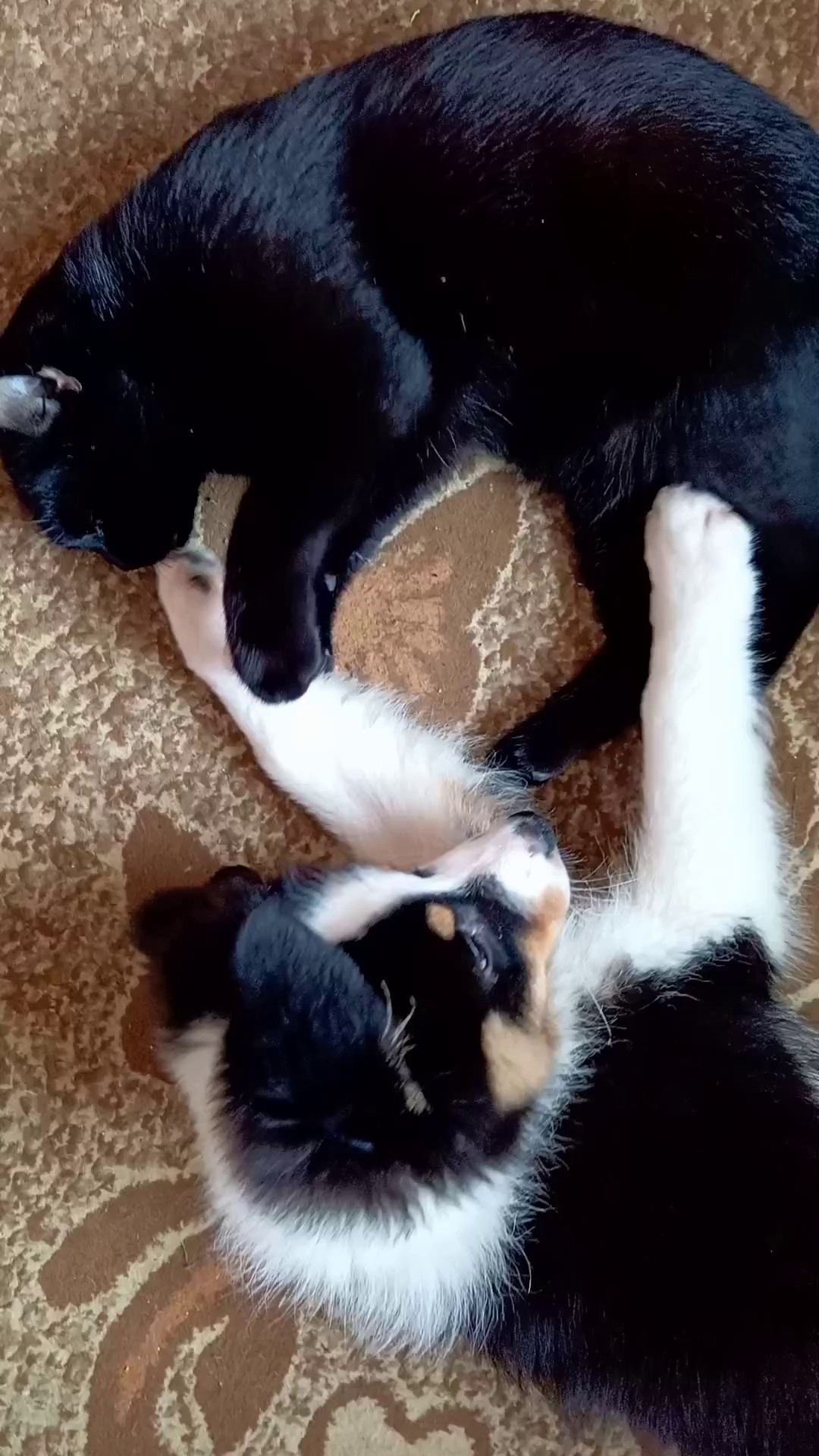 Рыся. BLGKV питомник собак