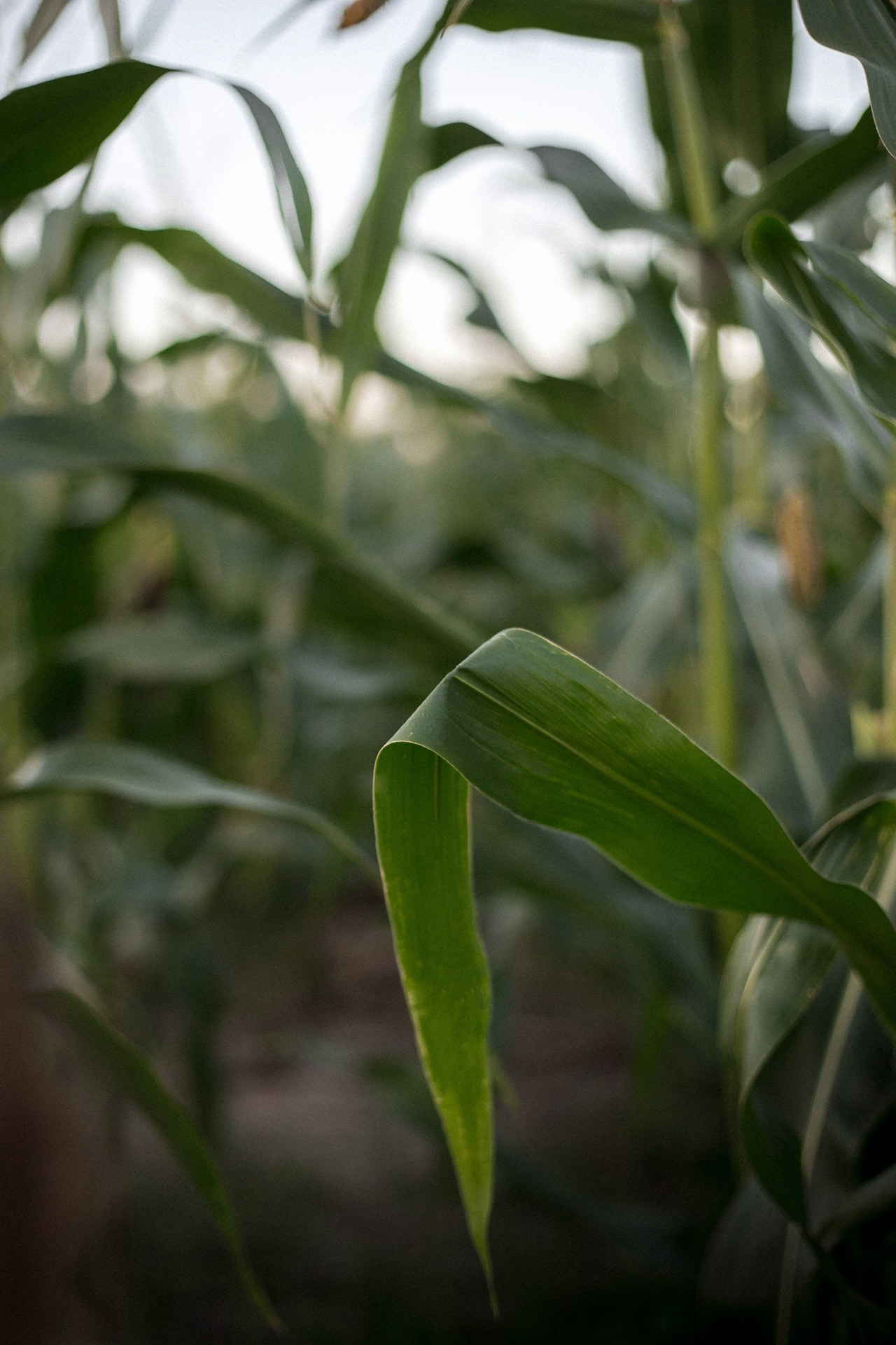 Кукурузные поля. Портретный, семейный, свадебный фотограф в Брянске Маргарита Василькова