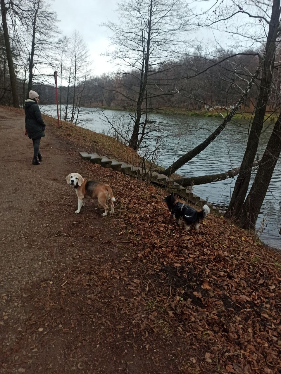 Рейко сынок Честера. Питомник китайских хохлатых собак Poale Ell: купить щенка в питомнике