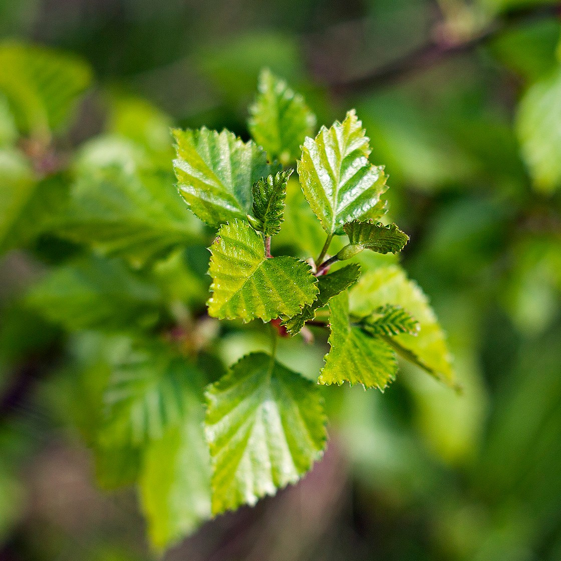 Деревья. Природа севера
