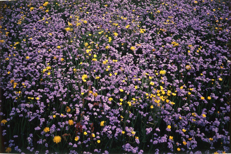 Лето. ВАДИМ ГИППЕНРЕЙТЕР — ВЕЛИКИЙ ФОТОГРАФ ЗЕМЛИ РУССКОЙ
