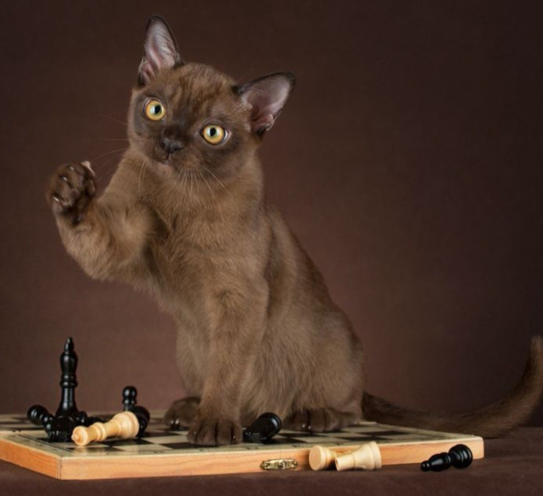 Котёнок американской бурмы. Las Burmas — питомник американской бурмы традиционных линий