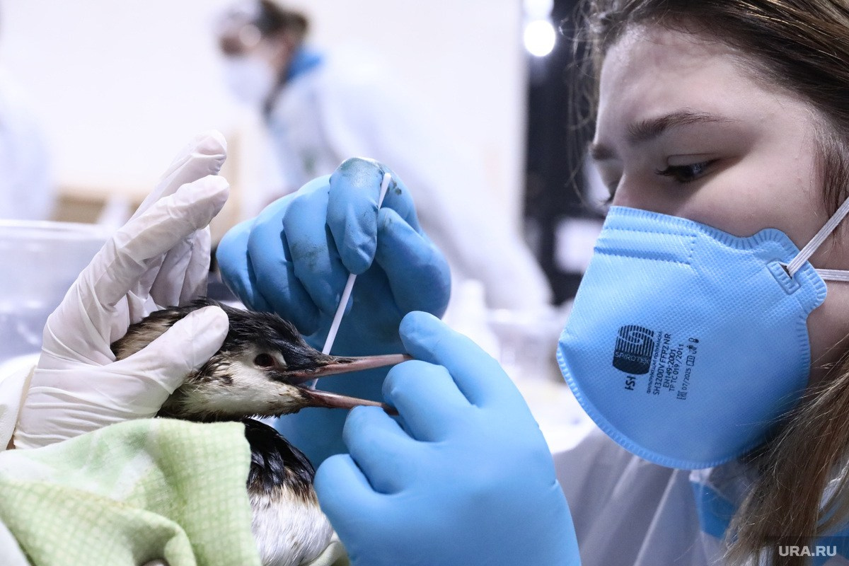 Разлив нефти в Чёрном море — 2025. Роман Наумов профессиональный фотограф