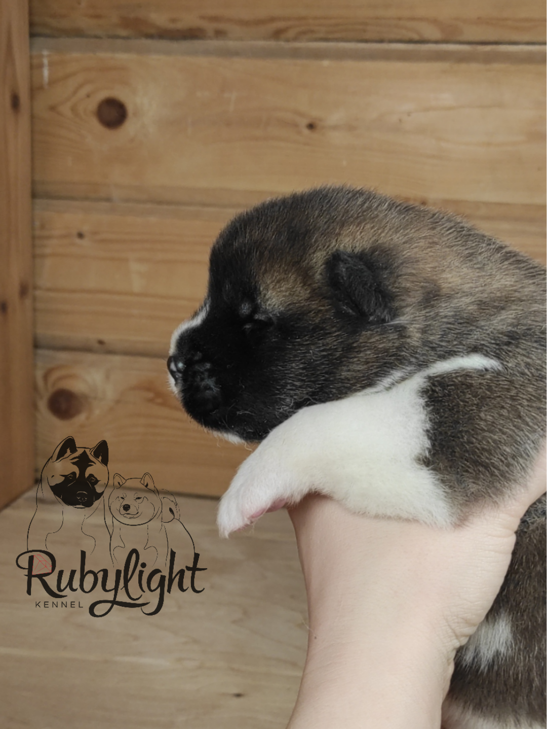 щенки Акита американская купить санкт-петербург питомник RUBYLIGHT BIYA & Dilinze's Hause Orion