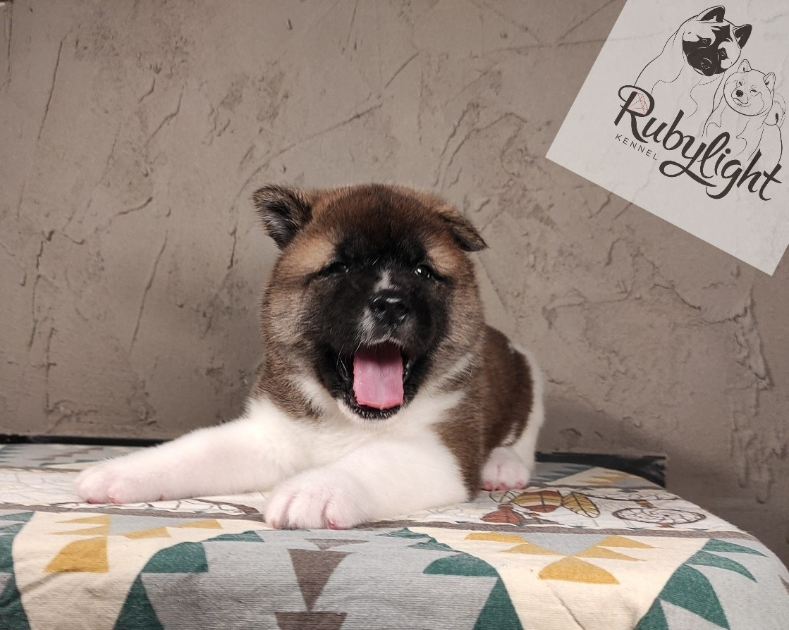 щенки Акита американская купить санкт-петербург питомник RUBYLIGHT BIYA & Dilinze's Hause Orion