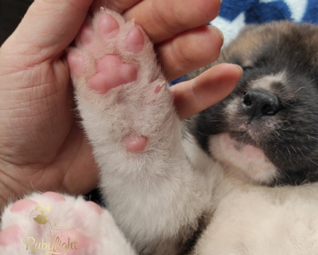 щенки Акита американская купить санкт-петербург питомник RUBYLIGHT BIYA & Dilinze's Hause Orion