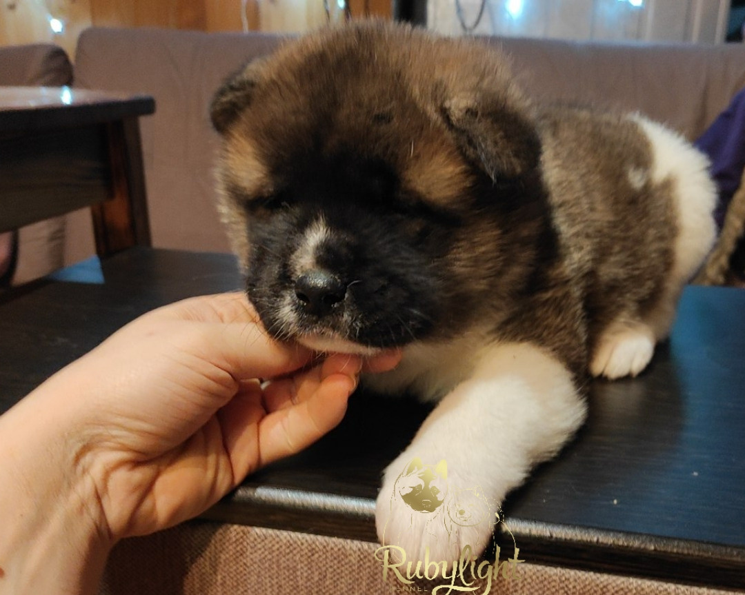 щенки Акита американская купить санкт-петербург питомник RUBYLIGHT BIYA & Dilinze's Hause Orion