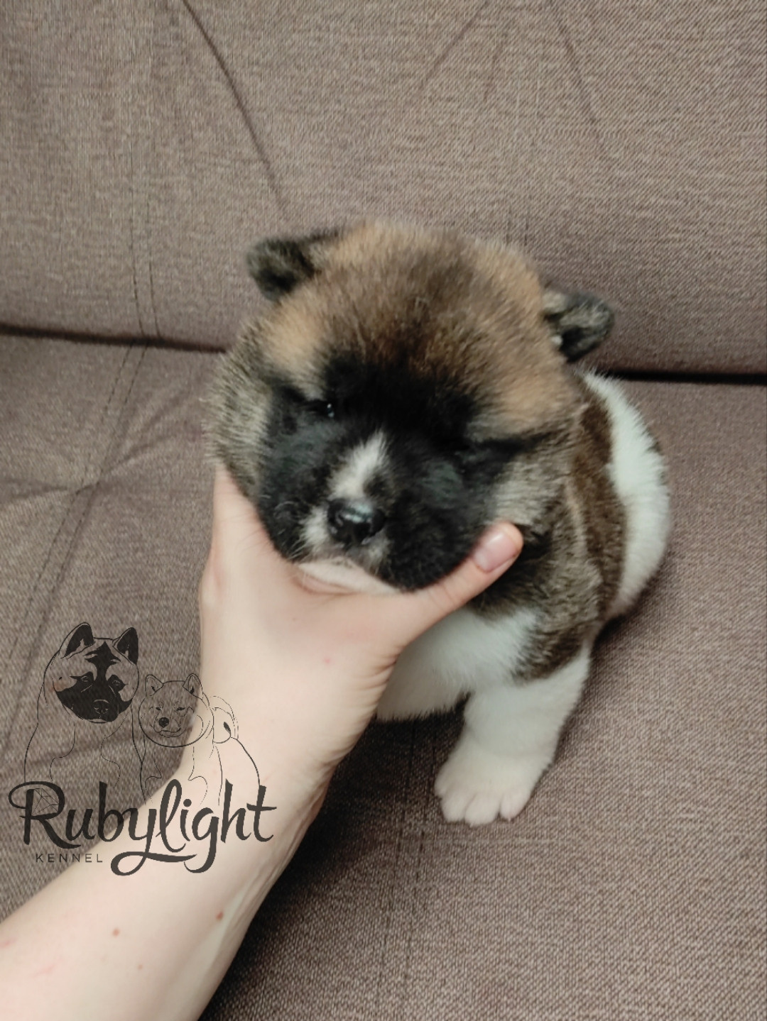 щенки Акита американская купить санкт-петербург питомник RUBYLIGHT BIYA & Dilinze's Hause Orion