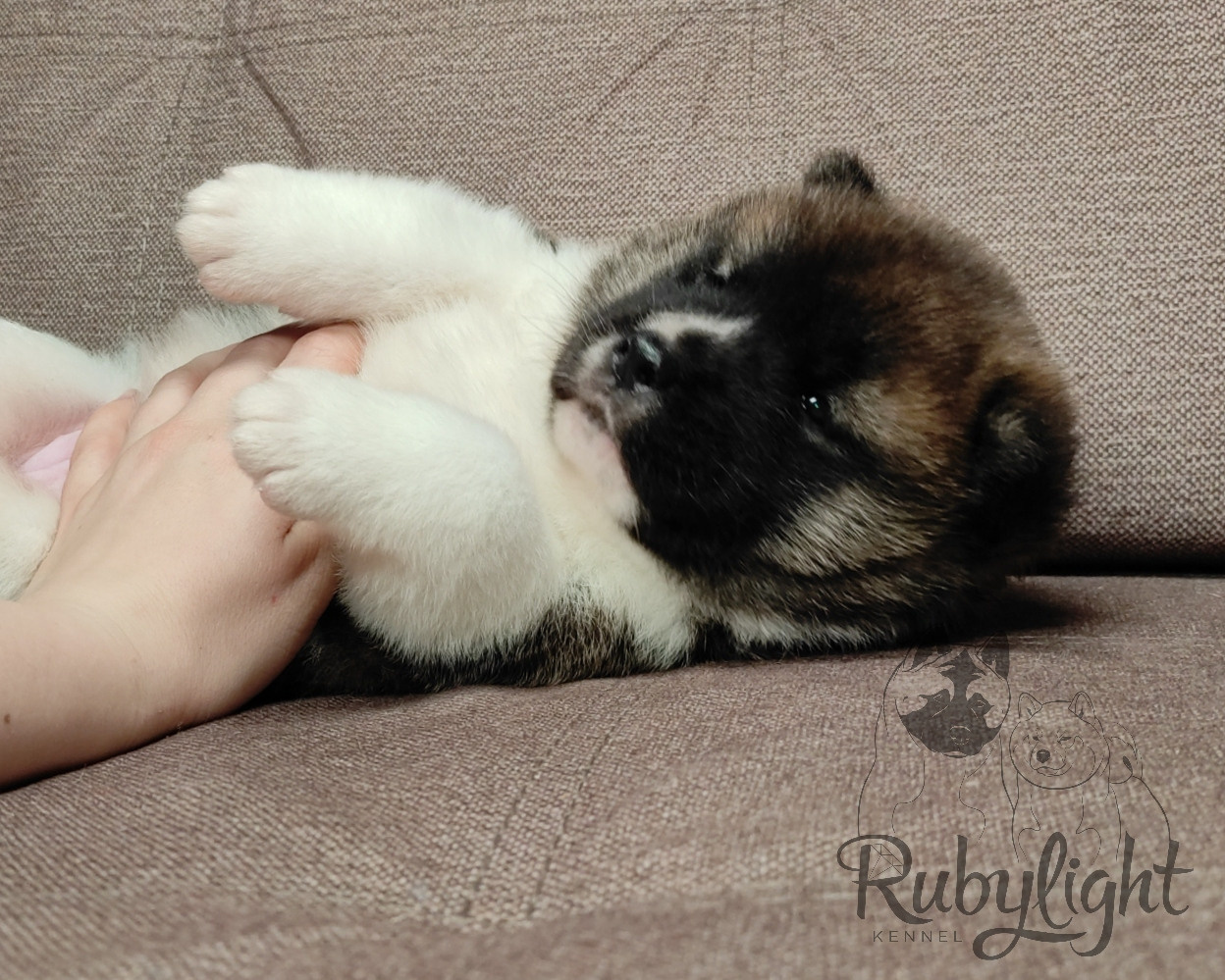 щенки Акита американская купить санкт-петербург питомник RUBYLIGHT BIYA & Dilinze's Hause Orion