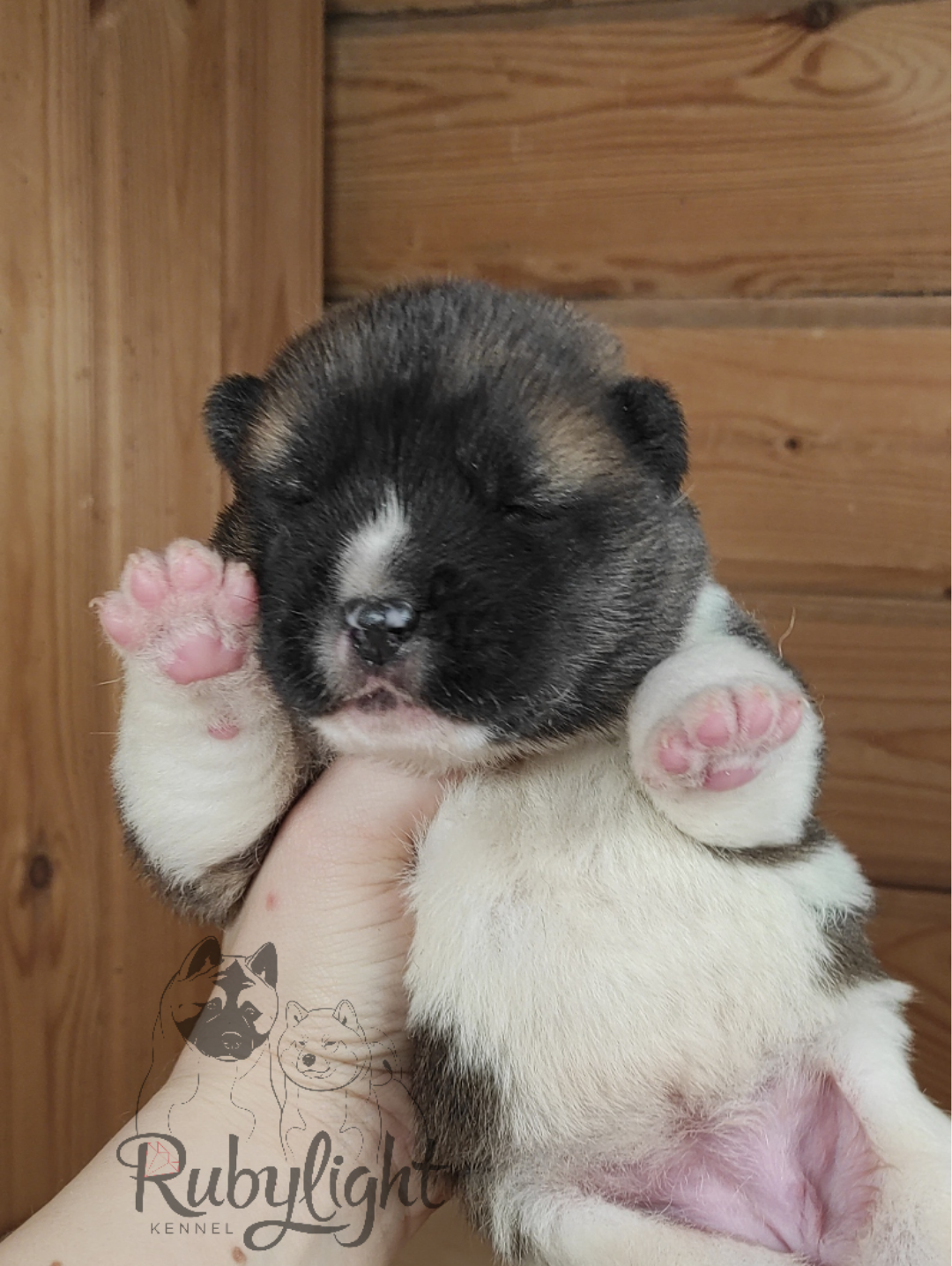 щенки Акита американская купить санкт-петербург питомник RUBYLIGHT BIYA & Dilinze's Hause Orion