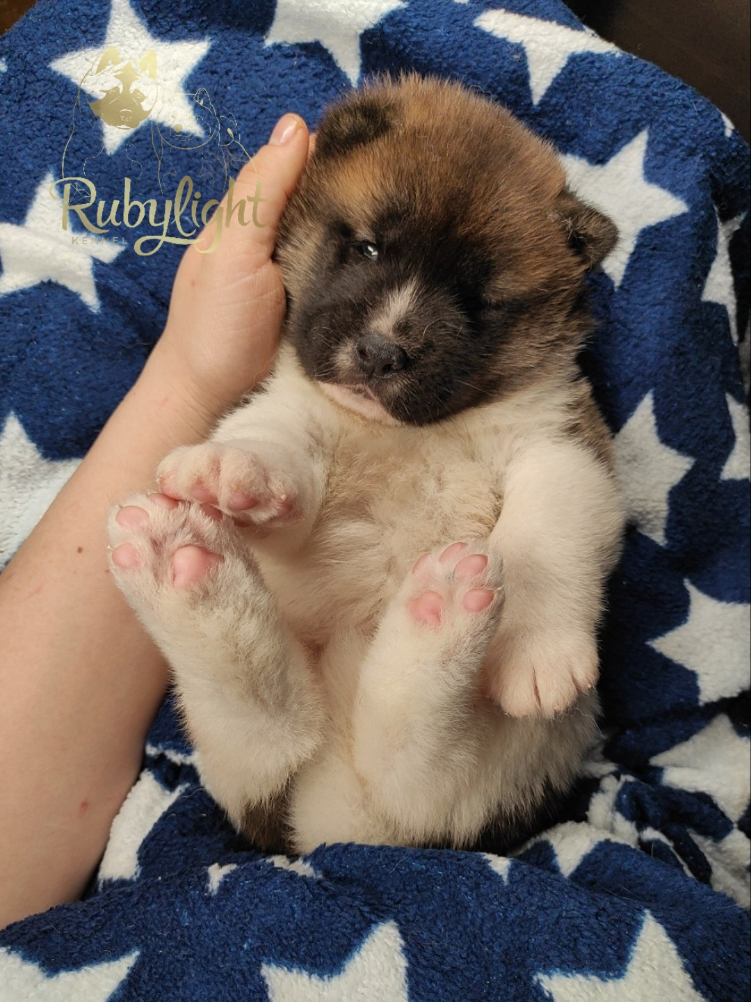 щенки Акита американская купить санкт-петербург питомник RUBYLIGHT BIYA & Dilinze's Hause Orion