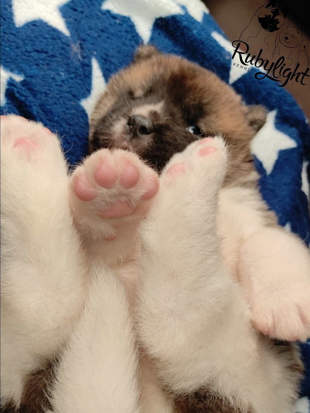 щенки Акита американская купить санкт-петербург питомник RUBYLIGHT BIYA & Dilinze's Hause Orion