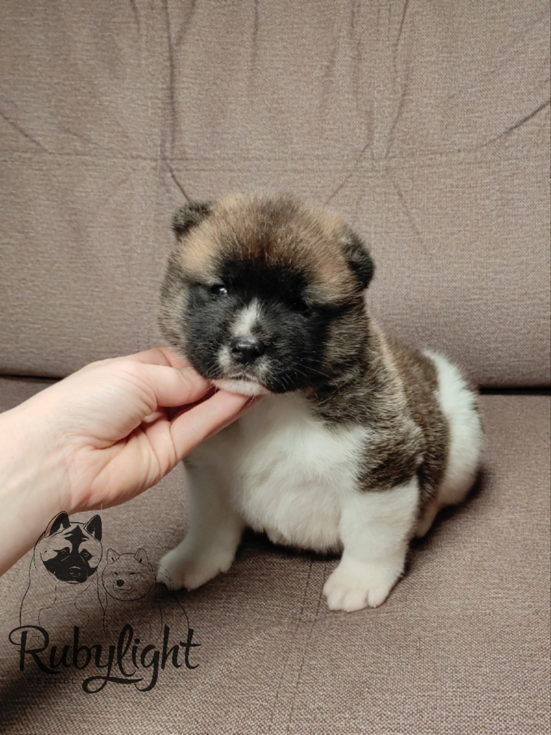 щенки Акита американская купить санкт-петербург питомник RUBYLIGHT BIYA & Dilinze's Hause Orion