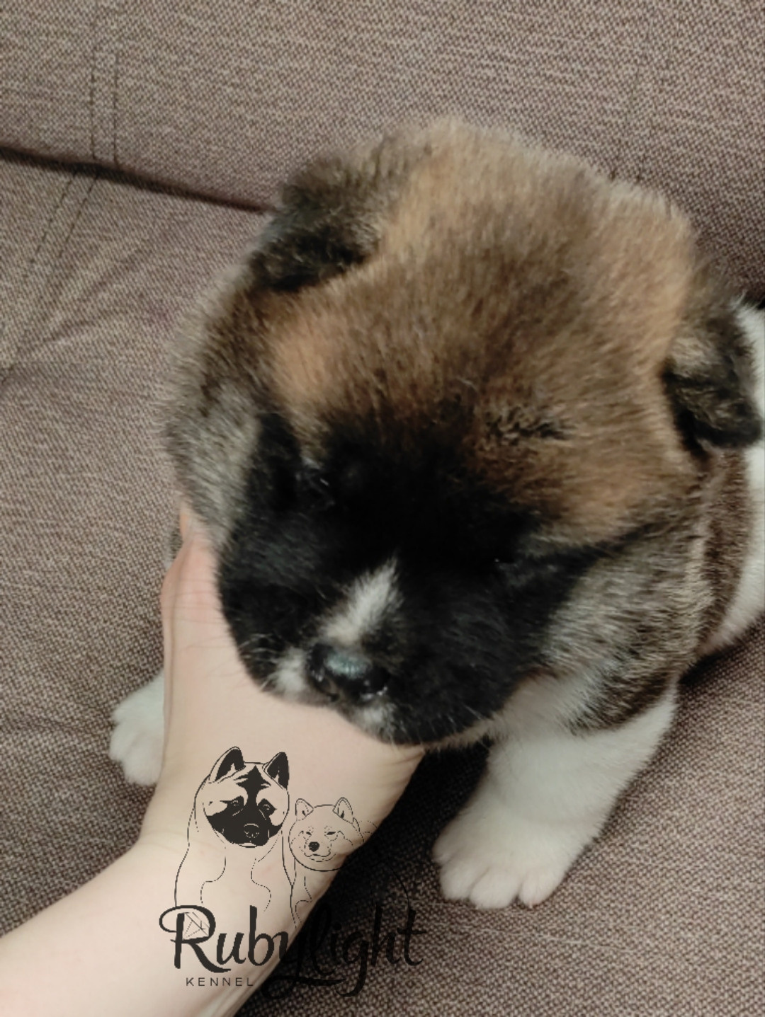 щенки Акита американская купить санкт-петербург питомник RUBYLIGHT BIYA & Dilinze's Hause Orion