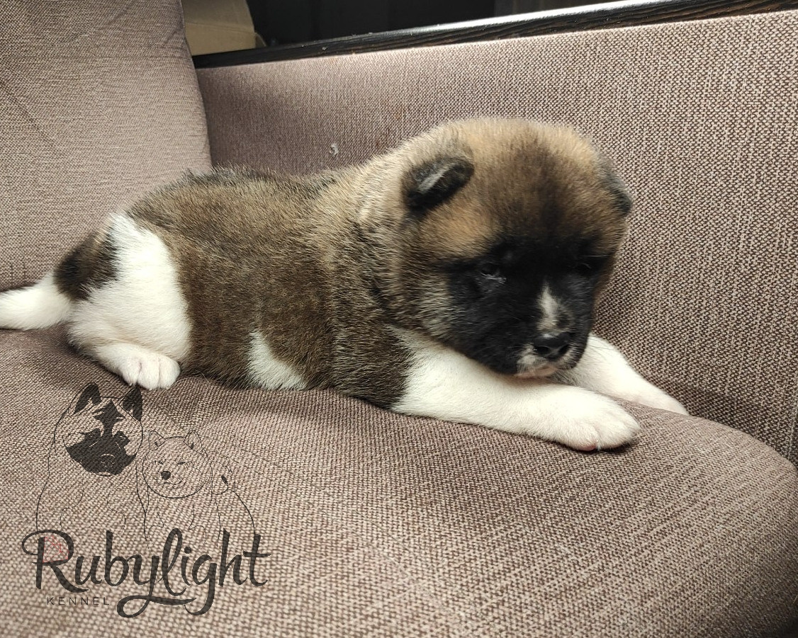 щенки Акита американская купить санкт-петербург питомник RUBYLIGHT BIYA & Dilinze's Hause Orion