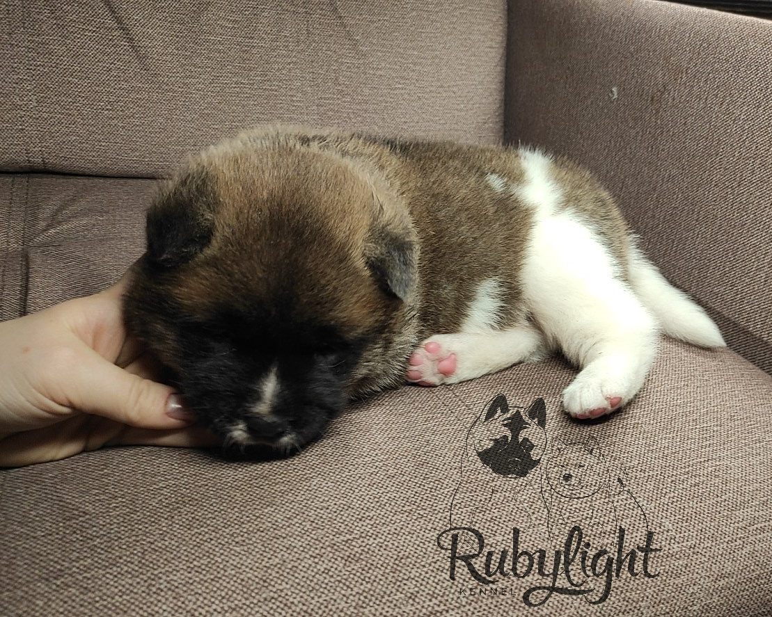 щенки Акита американская купить санкт-петербург питомник RUBYLIGHT BIYA & Dilinze's Hause Orion