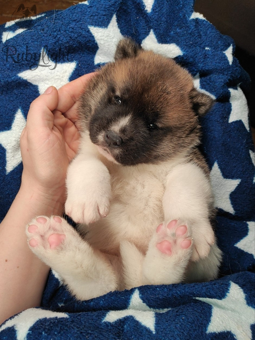 щенки Акита американская купить санкт-петербург питомник RUBYLIGHT BIYA & Dilinze's Hause Orion