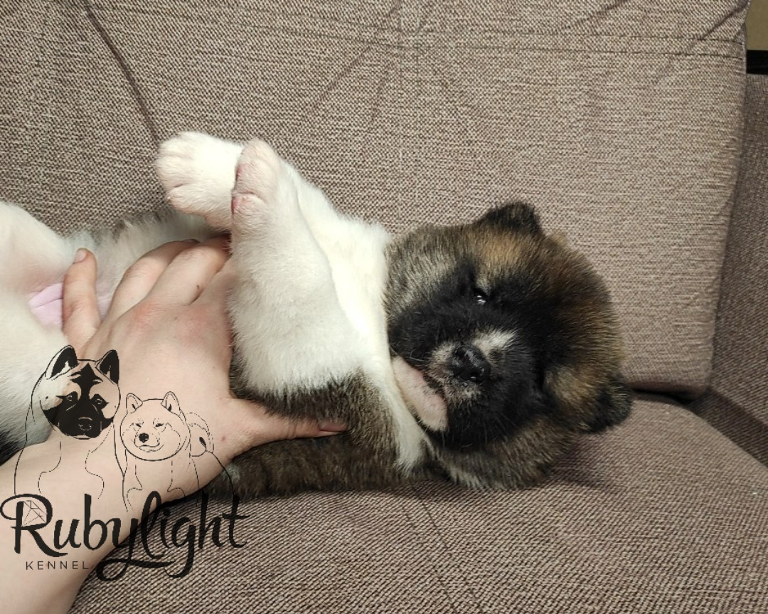 щенки Акита американская купить санкт-петербург питомник RUBYLIGHT BIYA & Dilinze's Hause Orion